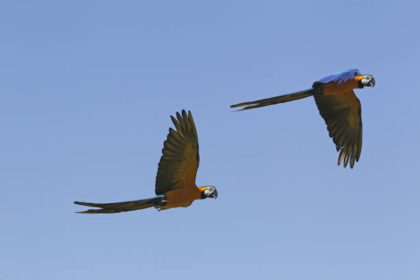 istock Blue and Yellow Macaw, ara ararauna, Pair in Flight 1499013523