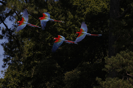 Red-and-Green Macaw, ara chloroptera, Group in Flight