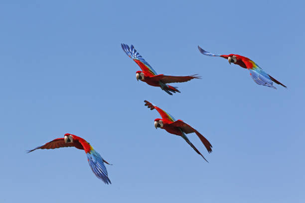 Red-and-Green Macaw, ara chloroptera, Group in Flight Red-and-Green Macaw, ara chloroptera, Group in Flight green winged macaw ara chloroptera stock pictures, royalty-free photos & images
