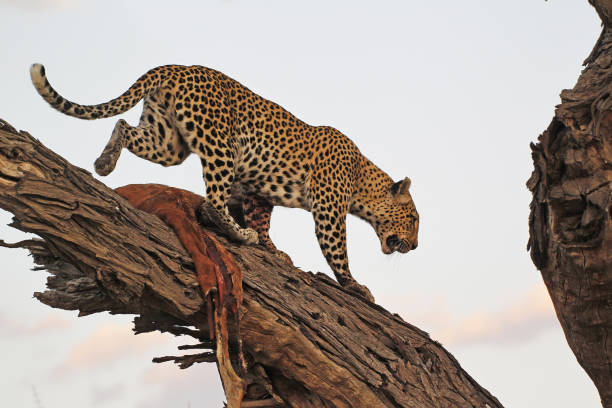 istock Leopard, panthera pardus, Adult standing in Tree, with a Kill, Moremi Reserve, Okavango Delta in Botswana 1499013673