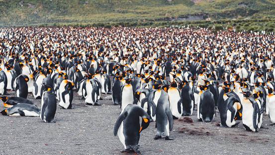 King Penguins standing together on a natural beach of South Georgia Island. King Penguin Colony - Crowded Penguin Group Panorama - King Penguin Colony Shot. South Georgia, Sub-Antarctic Islands, Antarctica