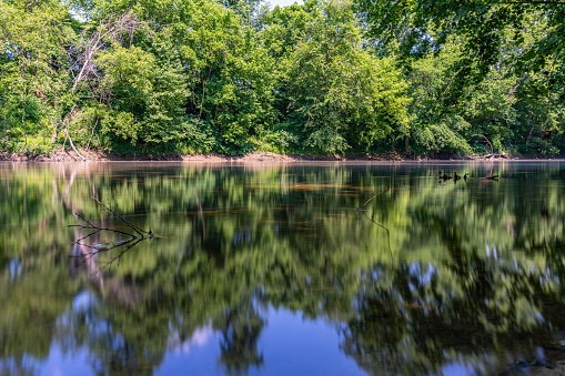 The image presents breathtaking scenery of a river that spans across the majority of the image, creating a sense of calm. The river is surrounded by dense layers of trees and greenery, with the foliage casting shadows on the river's surface. On the left of the image, there's a group of trees clustered together in a wooded area, evoking a sense of a natural sanctuary. Towards the center of the scene, a majestic bald eagle, with its distinctive white head and brown body, perches on a tree located on the river, surveying the environment. The tree is surrounded by the flowing water, giving the eagle a perfect view of its surroundings. Finally, a single tree is pictured standing tall located on the right, in the woods, standing in isolation.