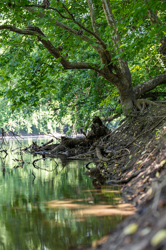 The image presents breathtaking scenery of a river that spans across the majority of the image, creating a sense of calm. The river is surrounded by dense layers of trees and greenery, with the foliage casting shadows on the river's surface. On the left of the image, there's a group of trees clustered together in a wooded area, evoking a sense of a natural sanctuary. Towards the center of the scene, a majestic bald eagle, with its distinctive white head and brown body, perches on a tree located on the river, surveying the environment. The tree is surrounded by the flowing water, giving the eagle a perfect view of its surroundings. Finally, a single tree is pictured standing tall located on the right, in the woods, standing in isolation.