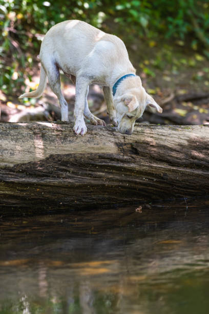 istock White Labrador Retriever Mix along the River Bank 1499014991