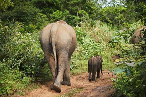 Rear view of herd of elephants walking together on path in nature in Sri Lanka.
