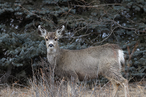 White Tail Deer in Guadalupe Mountains National Park