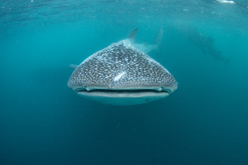 A huge whale shark, Rhincodon typus, swims in shallow water in Indonesia. This slow-moving, planktivorous shark is found worldwide and can grow over 15 meters long.