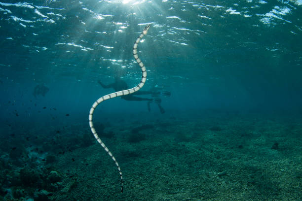 istock Yellow-lipped Sea Krait in Tropical Pacific 1499016501