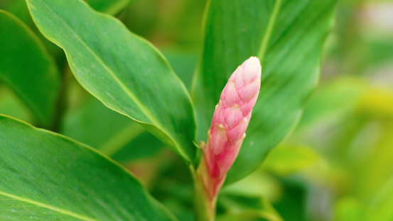 Pink ginger flowers are blooming on a tree with dense green leaves. This species is known as Alpinia purpurata, Red Ginger, Pink Ginger, Lengkuas, Alpinia and Tepus.