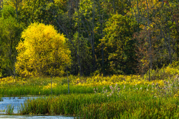istock Fall colors in wooded area 1499016715