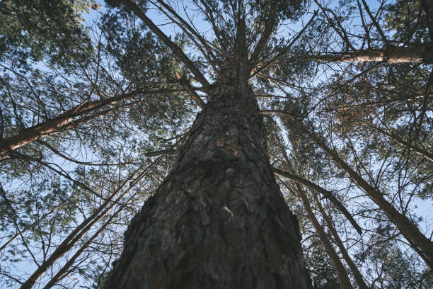 istock Tall pine tree in forest in closeup with view from below. 1499018882
