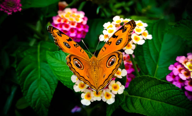 A very beautiful looking butterfly sitting on a flower.we can see the butterfly wings pattern very well in this illustration photo and the flowers also look very well in this illustration photo