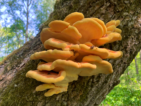 Saprophytic tree mushrooms. Pests of forest trees. There are a lot of orange mushrooms on the surface of the tree