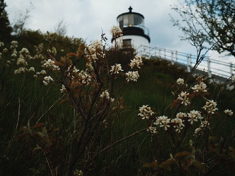 A closeup of flowers with the Owls Head Lighthouse in the background in Maine