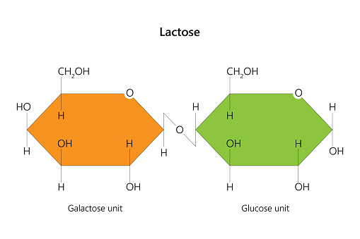 Lactose is a disaccharide sugar found in milk and dairy products, composed of glucose and galactose. Some individuals may have lactose intolerance, a condition in which the body has difficulty digesting lactose due to a deficiency in the enzyme lactase.