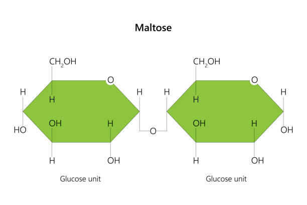 ilustraciones, imágenes clip art, dibujos animados e iconos de stock de maltosa, también conocida como maltobiosa o azúcar de malta. - molecule glucose chemistry biochemistry