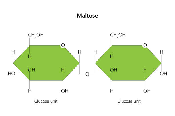 illustrations, cliparts, dessins animés et icônes de maltose, également connu sous le nom de maltobiose ou sucre de malt. - molecule glucose chemistry biochemistry