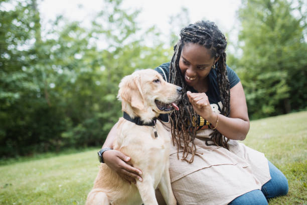 Woman Training Her Pet Golden Retriever An African American woman in her mid 20s trains her puppy, a handsome male golden retriever. They sit on green grass in a city park. Shot in Tacoma, Washington, USA. lady dog stock pictures, royalty-free photos & images
