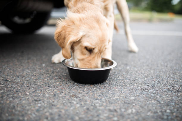istock Golden Retriever Drinks From Water Bowl By Car 1499021265