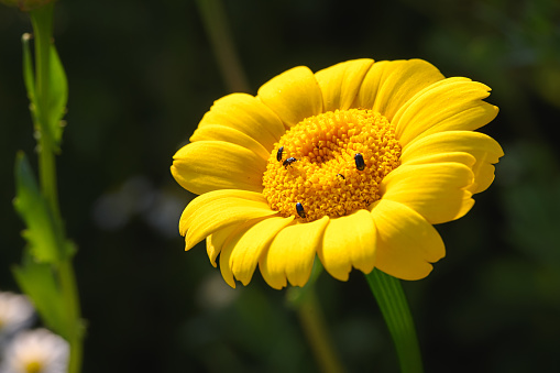 Yellow flower with small bugs