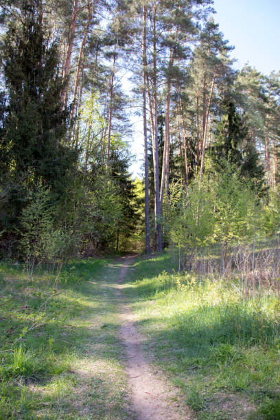 istock photo of a narrow path through the woods 1499021992