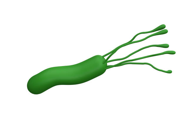Helicobacter pylori bacteria 3d render realistic medicine icon for  isolated with clipping path. Microbiology health human illustration.
