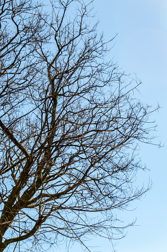 Tree branches without leaves on cloudless blue sky background. Vertical. Sun.