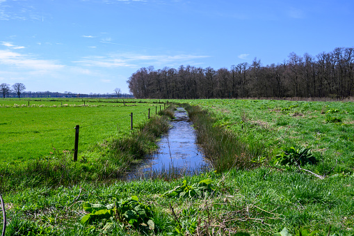 Flooded pasture with Galloway cattle in the nature reserve the Mispeldonk,Belgium.