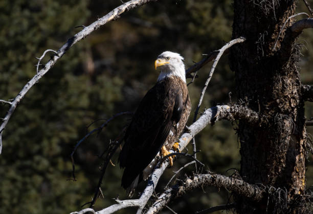 istock Bald Eagles in the Canyon 1499025924