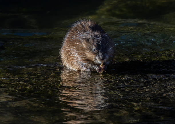istock Muskrat in the South Platte River 1499026901