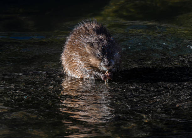 istock Muskrat in the South Platte River 1499026935