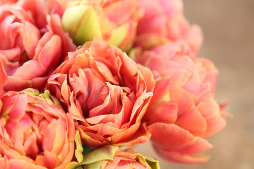 Close-up highlighting the beautiful details ranunculus. floral letter illustration, event invites, floral backdrops.