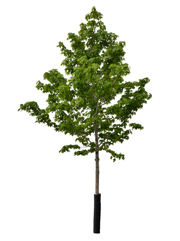 small maple tree sapling with green leaves isolated on white background.