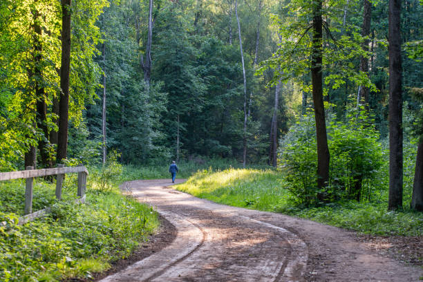 istock Summer forest. Unrecognizable man is walking in a forest lane with the sunlight on trees. 1499028303