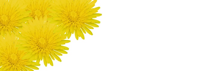 Background of yellow flowers dandelions bright colorful spring