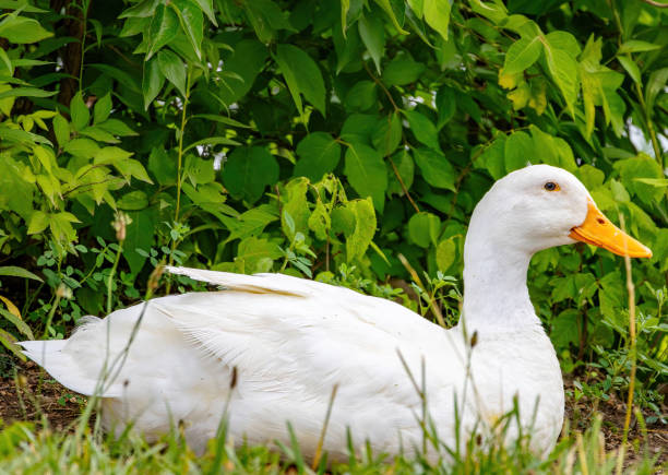 istock Birding and Hiking 1499030299