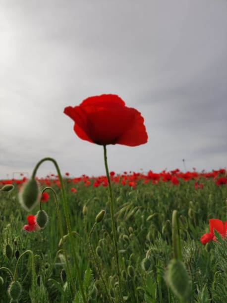 istock Common poppy or wild poppy (Papaver rhoeas) 1499031380