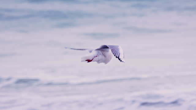 Seagull, laughing gull, wildlife bird flying in the sky over sea water and looking for food 4K slow motion video