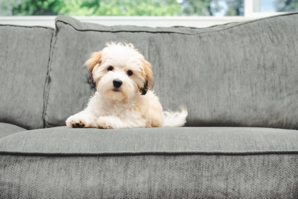 istock Havanese puppy dog lying on sofa while looking at camera. 1499034885