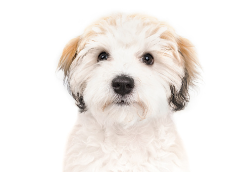 Curios small fluffy white bichon type puppy with black nose and black button eyes.16 weeks old female Havanese puppy dog. Selective focus.