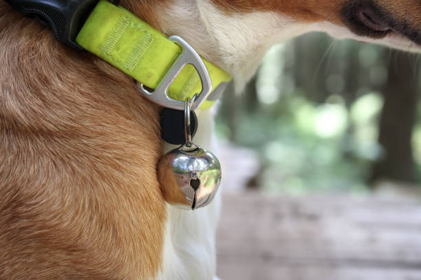 istock Dog with bear bell on collar for protection. 1499034917