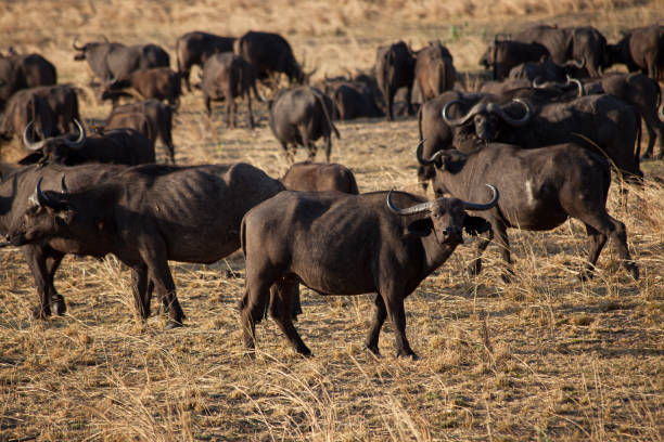 istock buffalos in the Africa Savannah 1499035213
