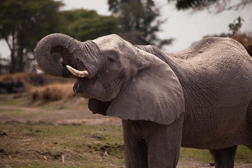 an Elephant feeds on brush in Lake Manyara National Park