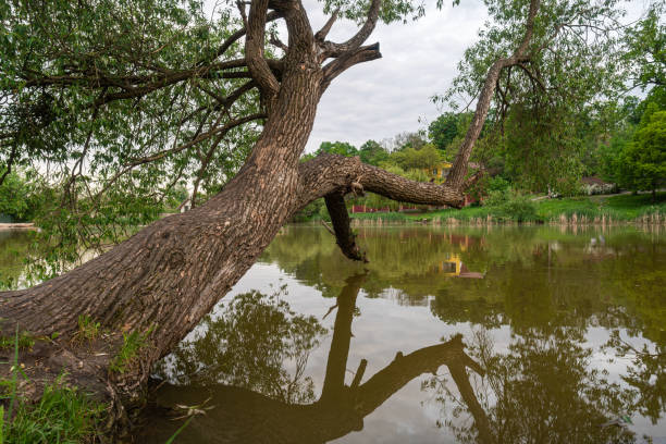 istock An old tree leaned over the water on the lake in cloudy weather 1499035523