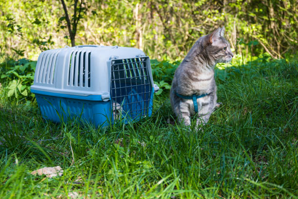 istock Cat near the cage for transporting pets in the forest in nature 1499035549