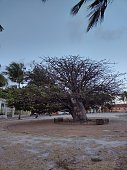 baobab-von-olinda.jpg?b=1&s=170x170&k=20&c=hPF0Aebv2Ii0nVpROHjsMA_5cXiZbuPPsTssHoqcymg=