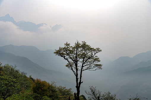 Panoramic view overlooking clouded and misty mountains in silhouette at high altitude from the Sapa Heaven Gate, Vietnam with lone tree in silhouette against the background