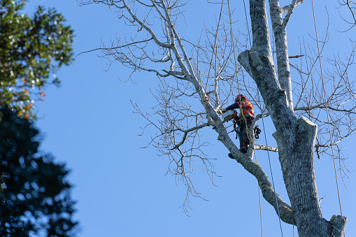 Tauranga New Zealand - June 13 2023; Arborist with chainsaw roped high in tree pruning branches