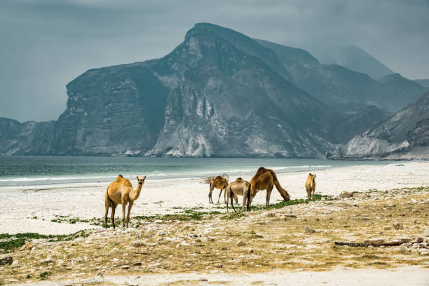 istock Mughsail Beach Salalah Oman Camels 1499039961