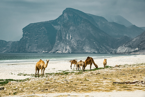 Wild camels on Mughsail Beach near Salalah, Dhofar governorate, Oman.